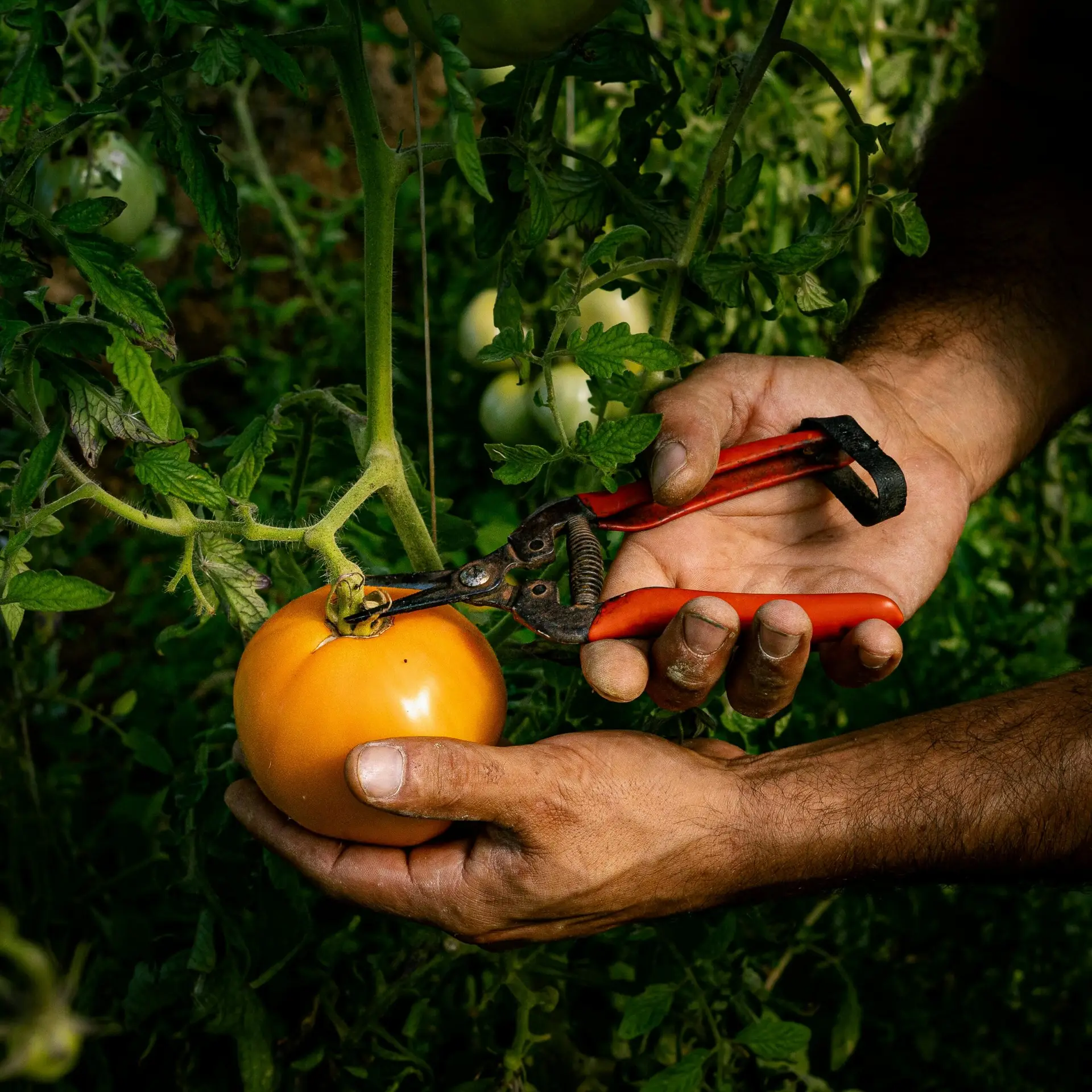 Close-up of hands harvesting a ripe tomato with clippers in a French garden.