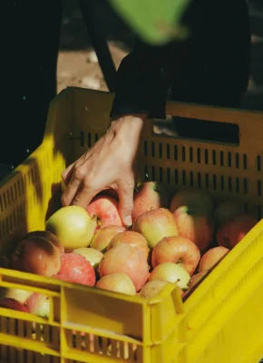 A hand picking fresh apples from a yellow crate under natural daylight.