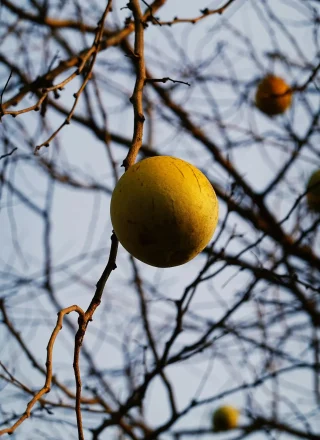 Close-up of a golden fruit dangling on bare branches, Sundargarh, India, in winter light.