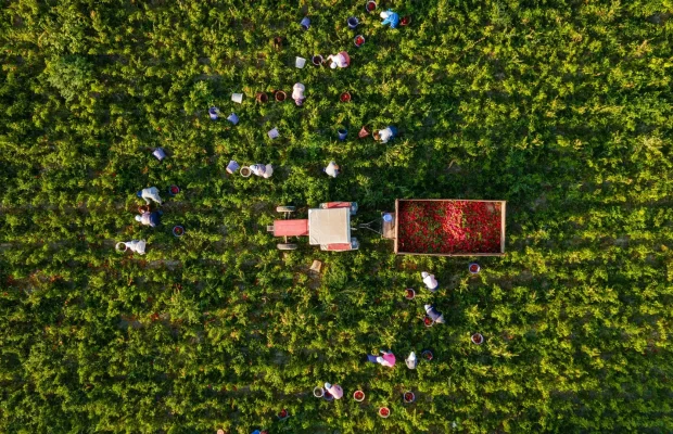 Aerial view of farmers harvesting produce with a tractor in a lush green field.